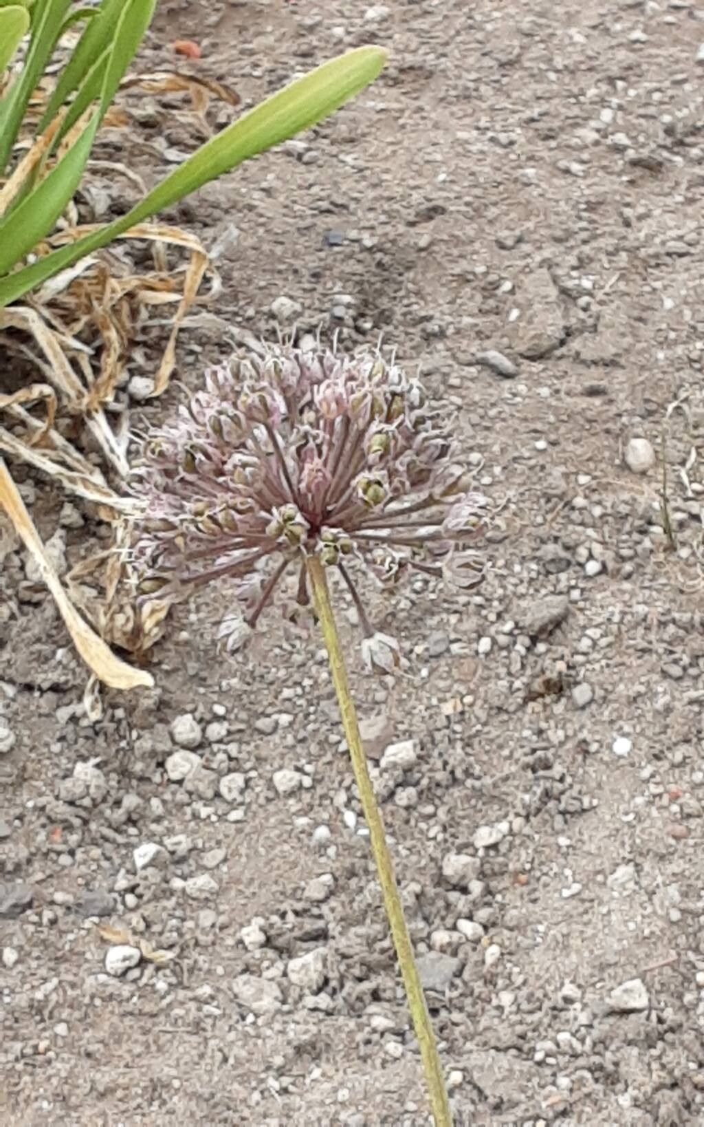 Allium burjaticum fruit