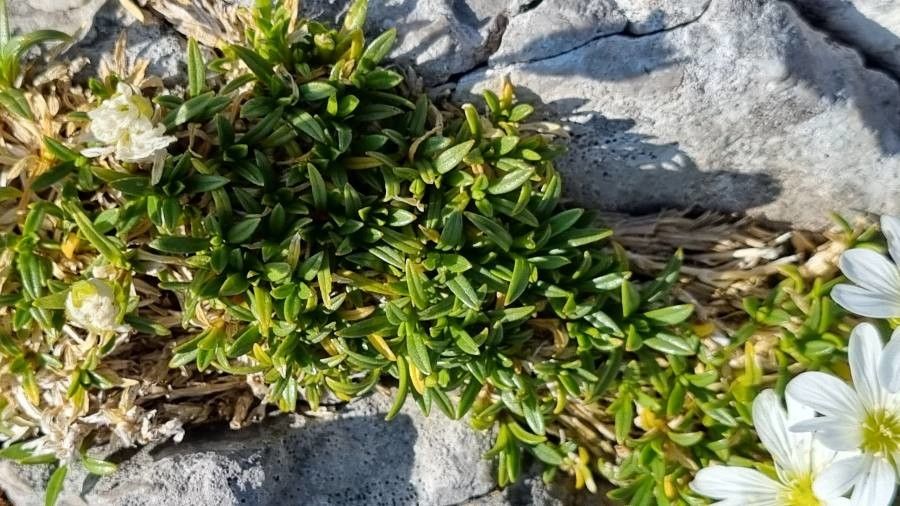 Cerastium julicum leaf