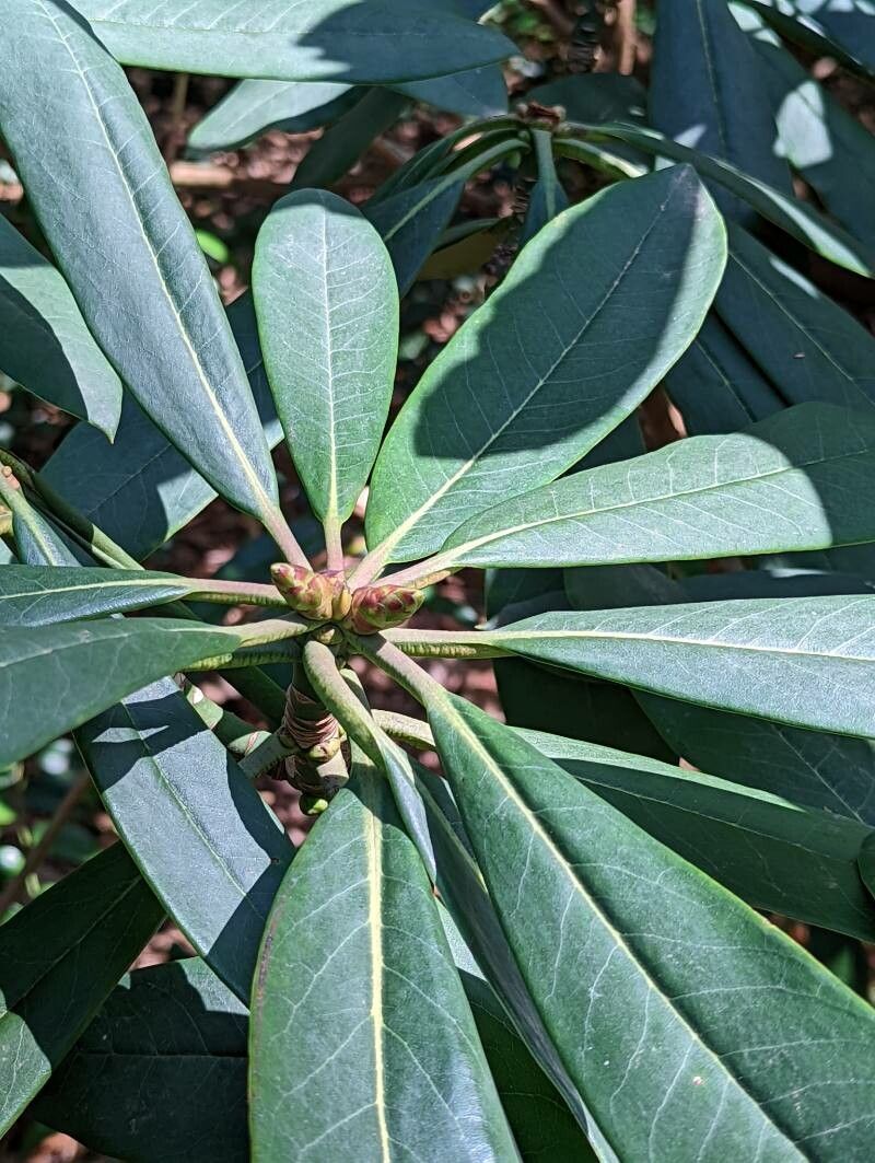 Rhododendron calophytum leaf