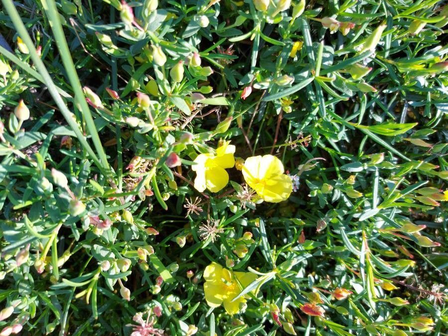 Cistus calycinus bark