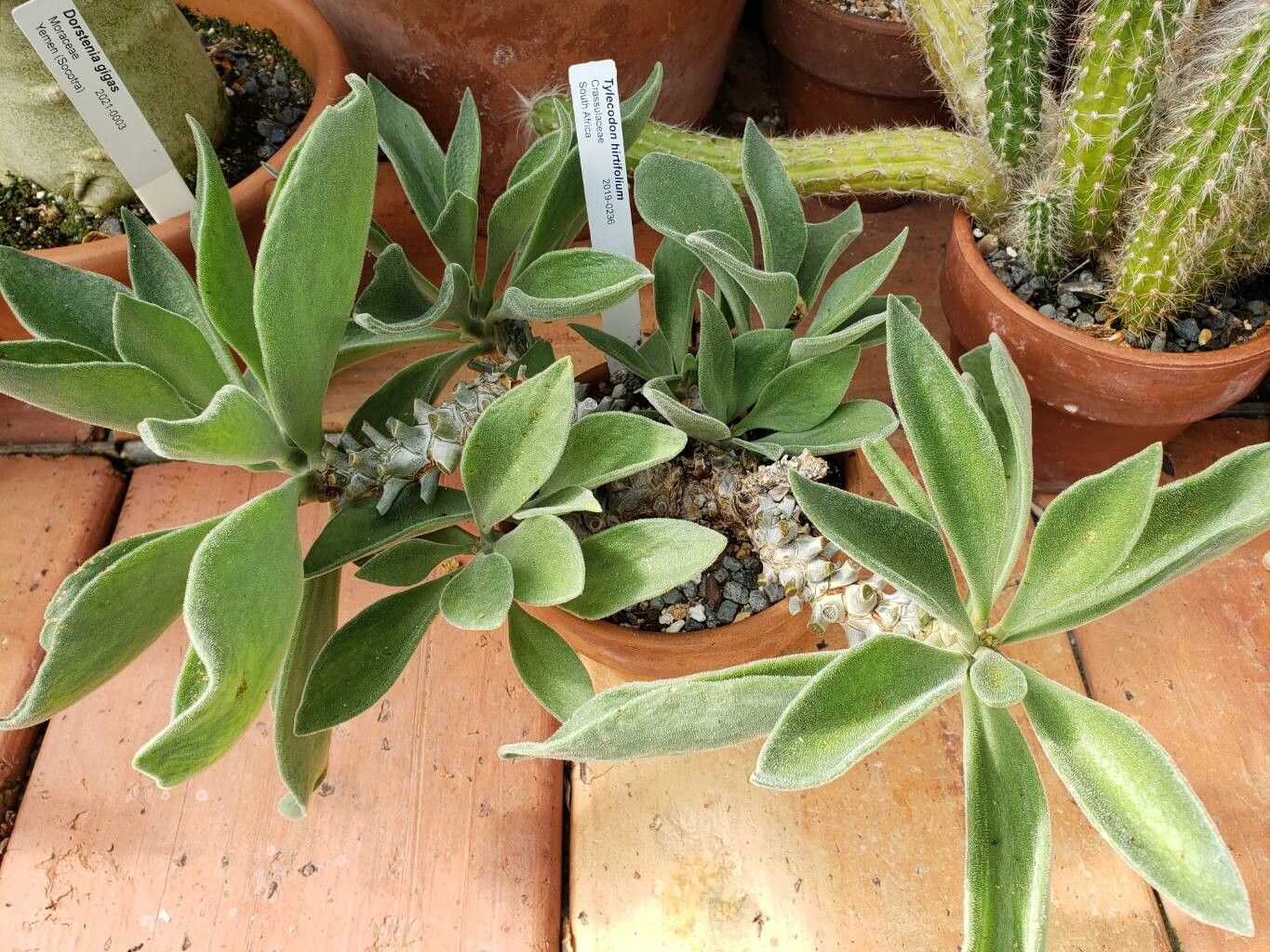 Tylecodon hirtifolius habit