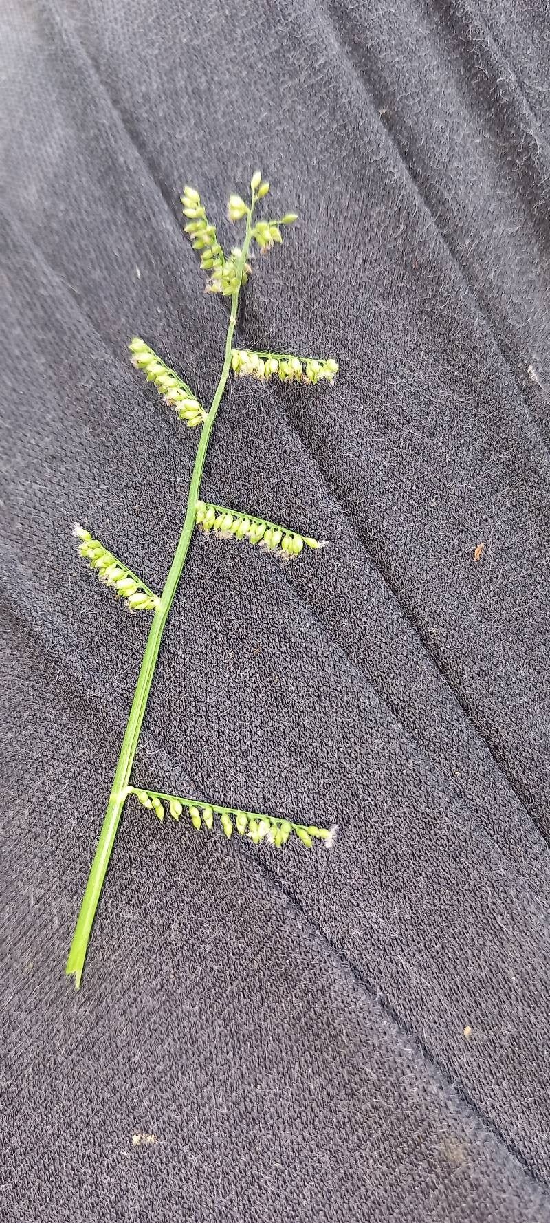 Echinochloa pyramidalis flower