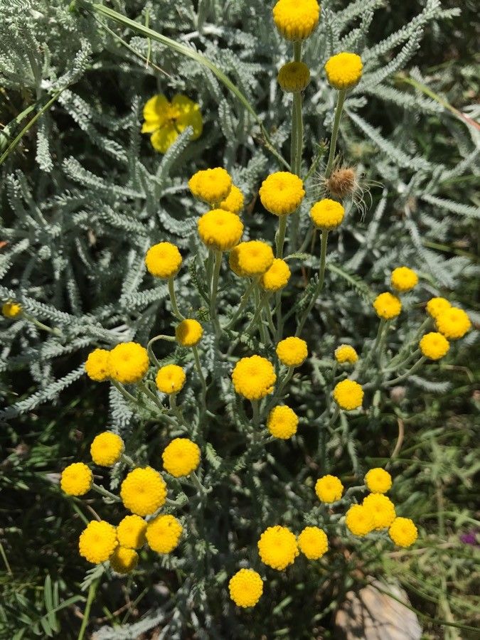 Santolina neapolitana flower