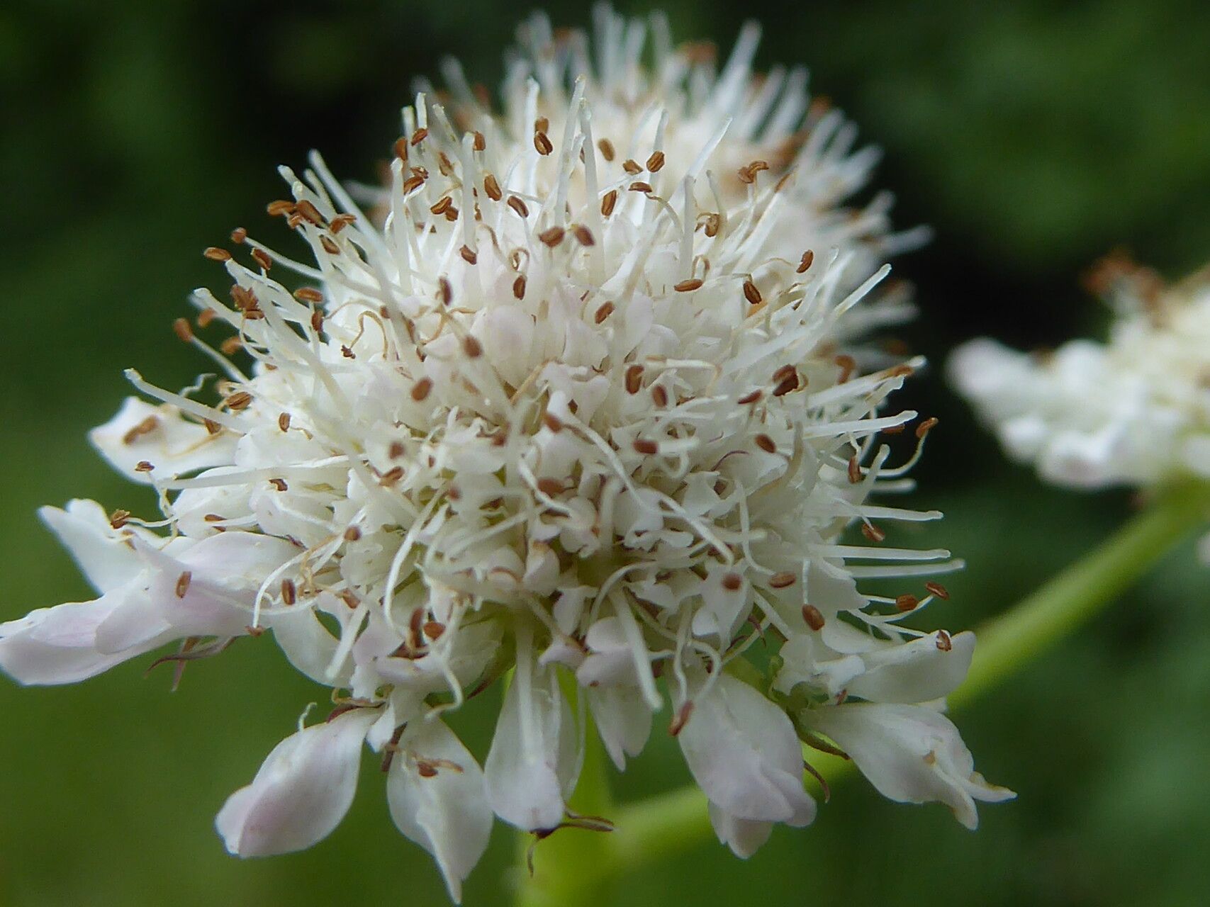Oenanthe fistulosa flower