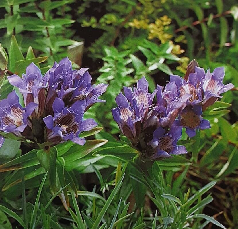 Gentiana dschungarica — houseplant care guide