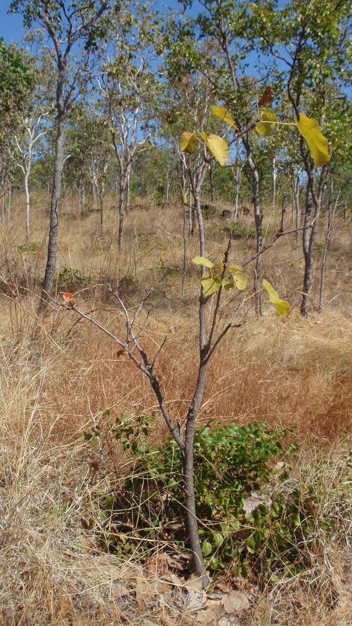 Brachychiton megaphyllus — related species from the same genus