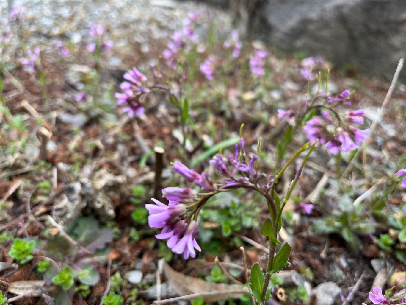 Arabis purpurea habit
