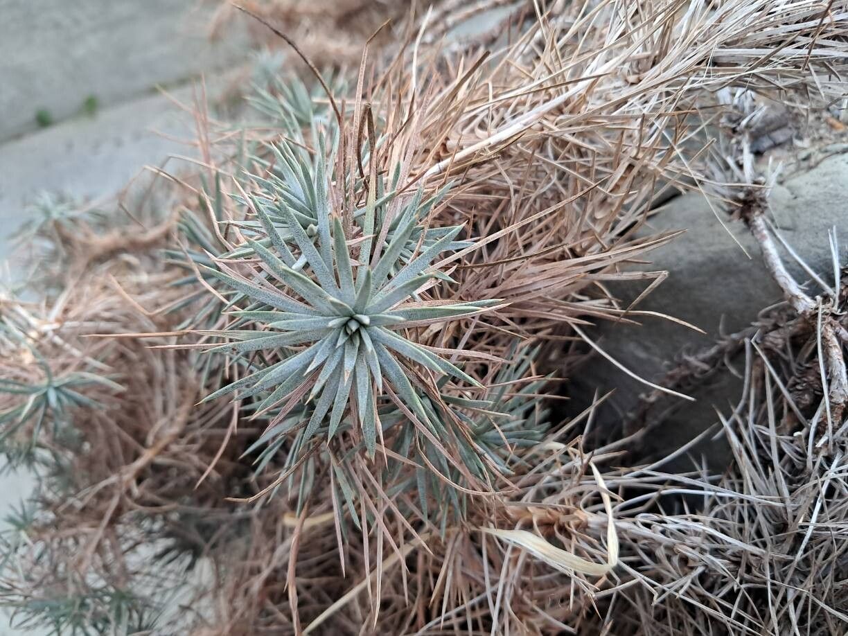 Acantholimon lepturoides — houseplant care guide