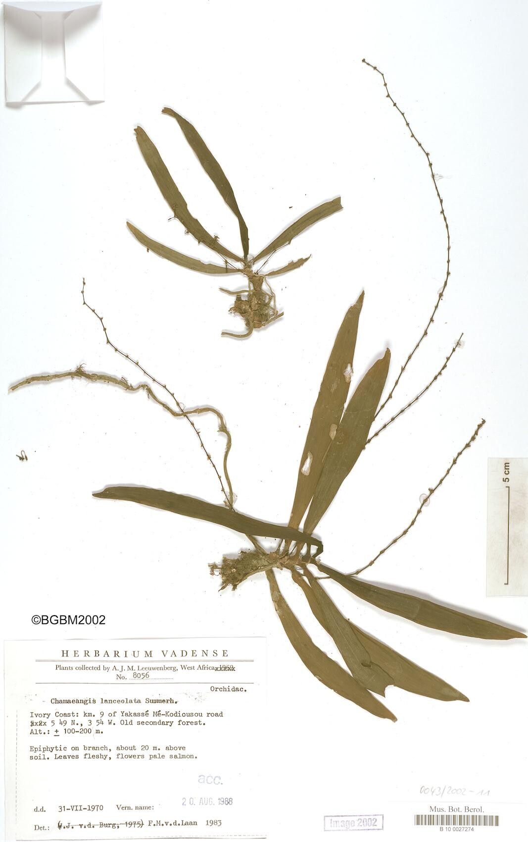 Diaphananthe lanceolata — houseplant care guide