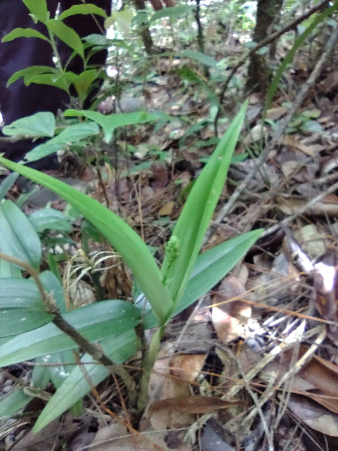 Liparis listeroides habit