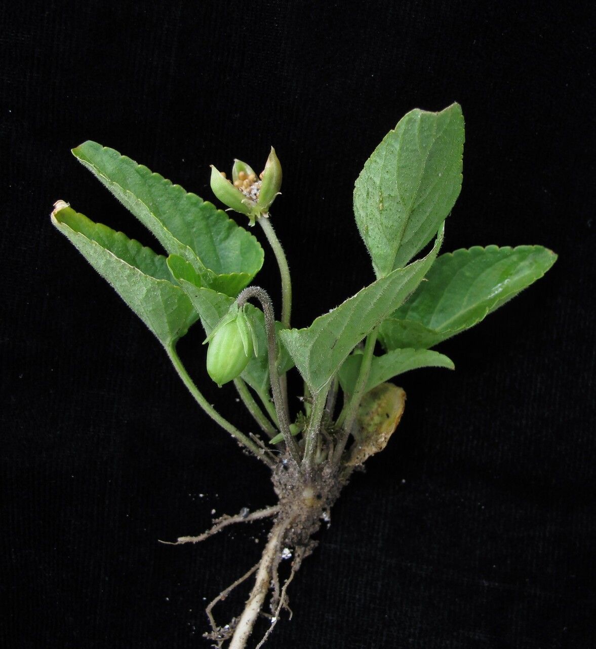 Viola diffusa — search result for 'Viola'