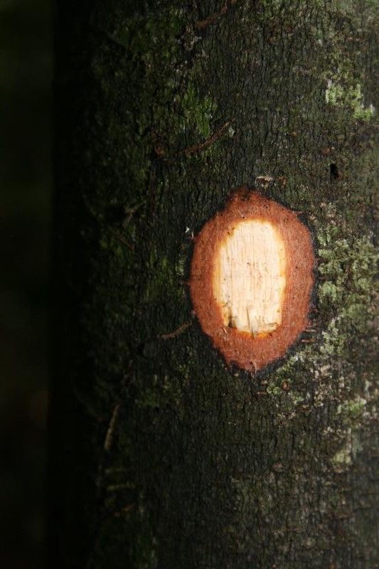 Diospyros carbonaria other