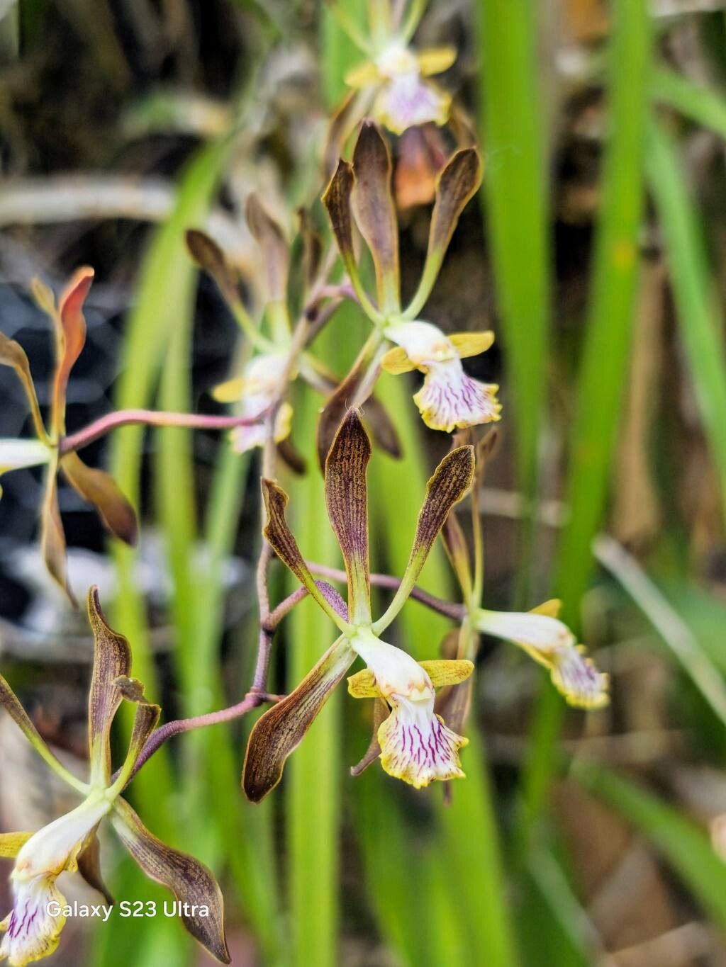 Encyclia rodolfoi — houseplant care guide