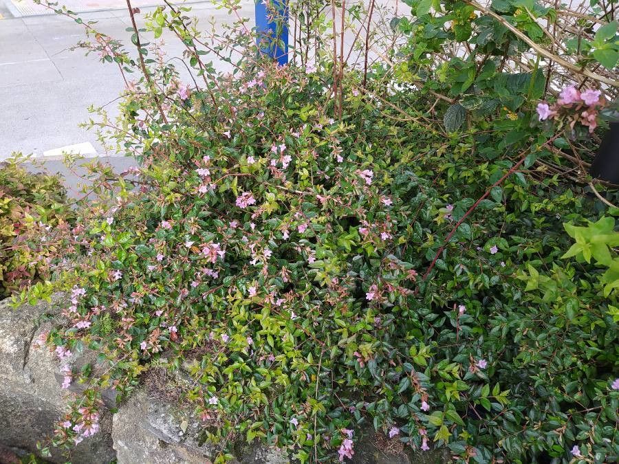 Abelia × grandiflora fruit