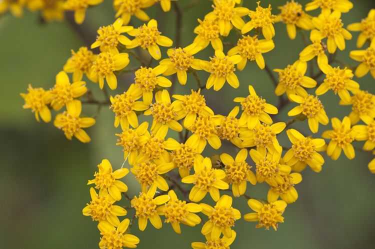Senecio hartwegii flower
