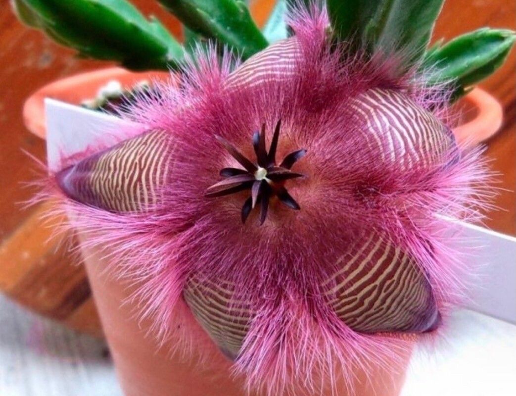 Stapelia hirsuta flower