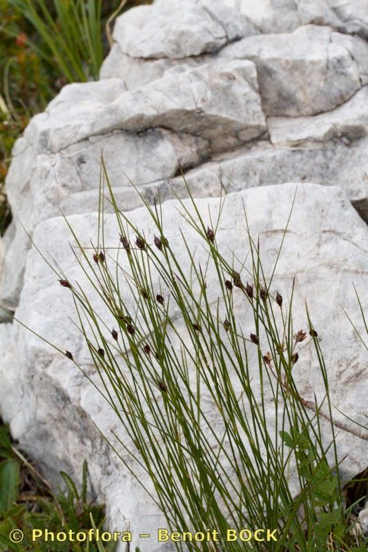 Juncus monanthos habit