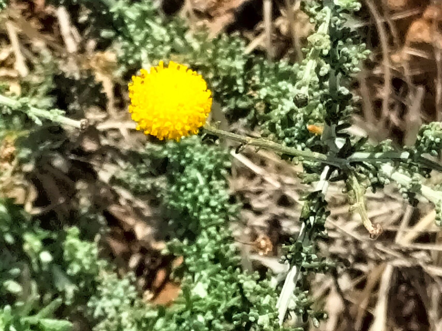 Pentzia incana flower