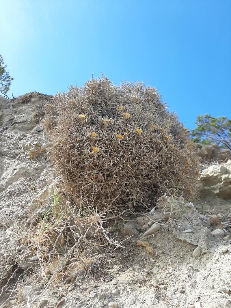 Carlina tragacanthifolia flower