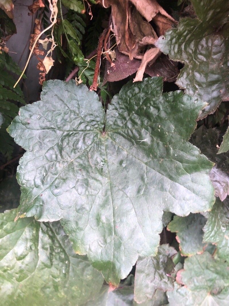 Heuchera americana leaf