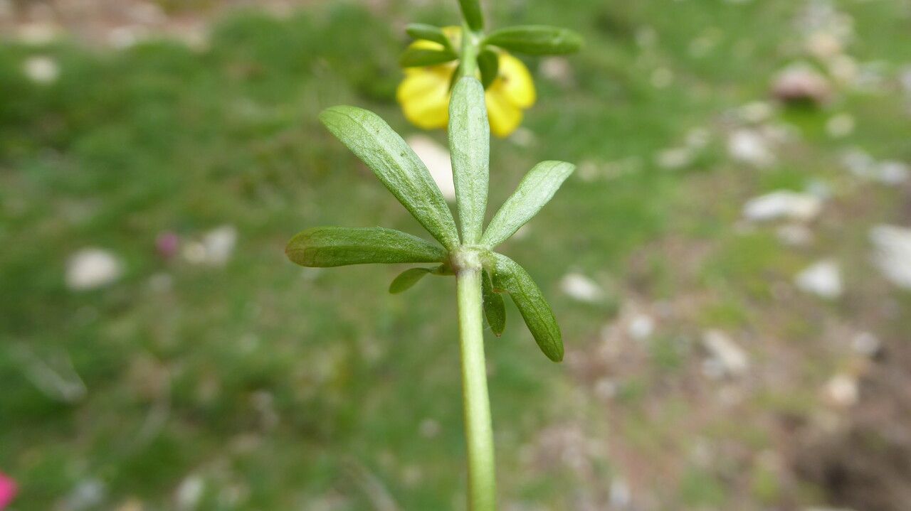 Ranunculus auricomus — search result for 'Ranunculus'