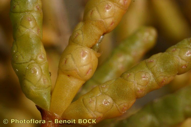 Salicornia stricta fruit