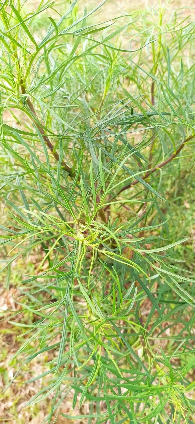 Senecio brasiliensis — search result for 'Senecio'