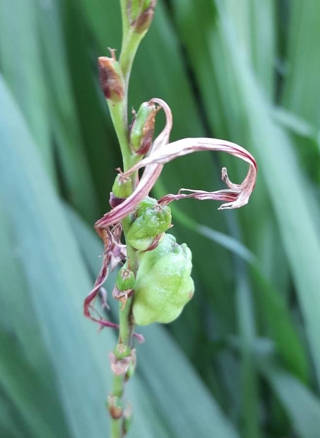 Chasmanthe bicolor fruit