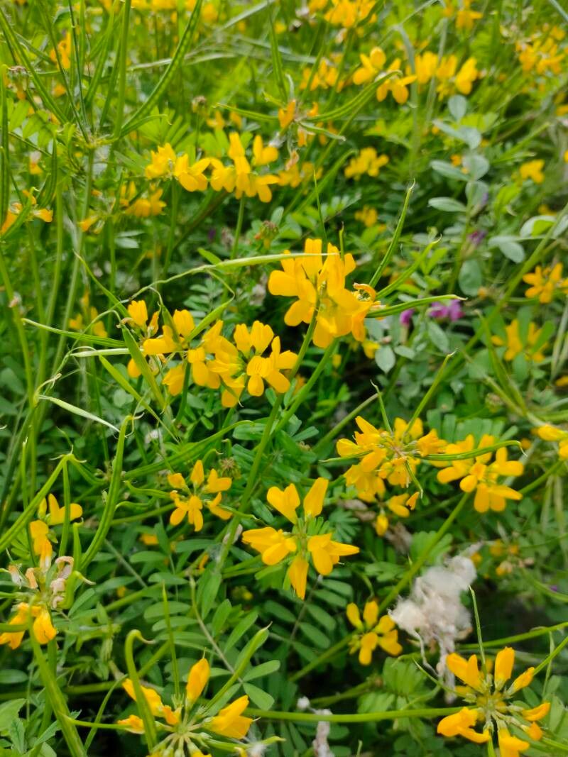 Securigera securidaca flower