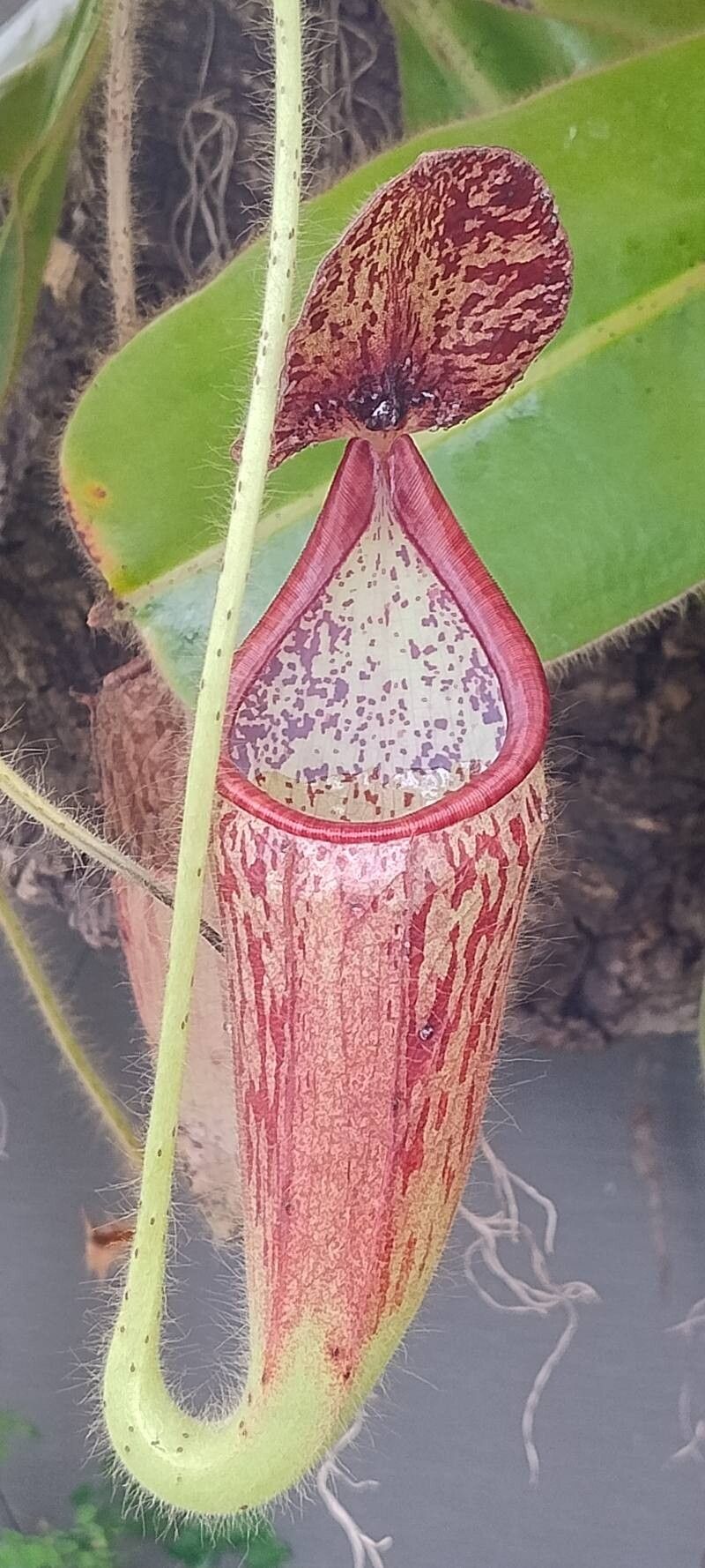 Nepenthes glandulifera flower