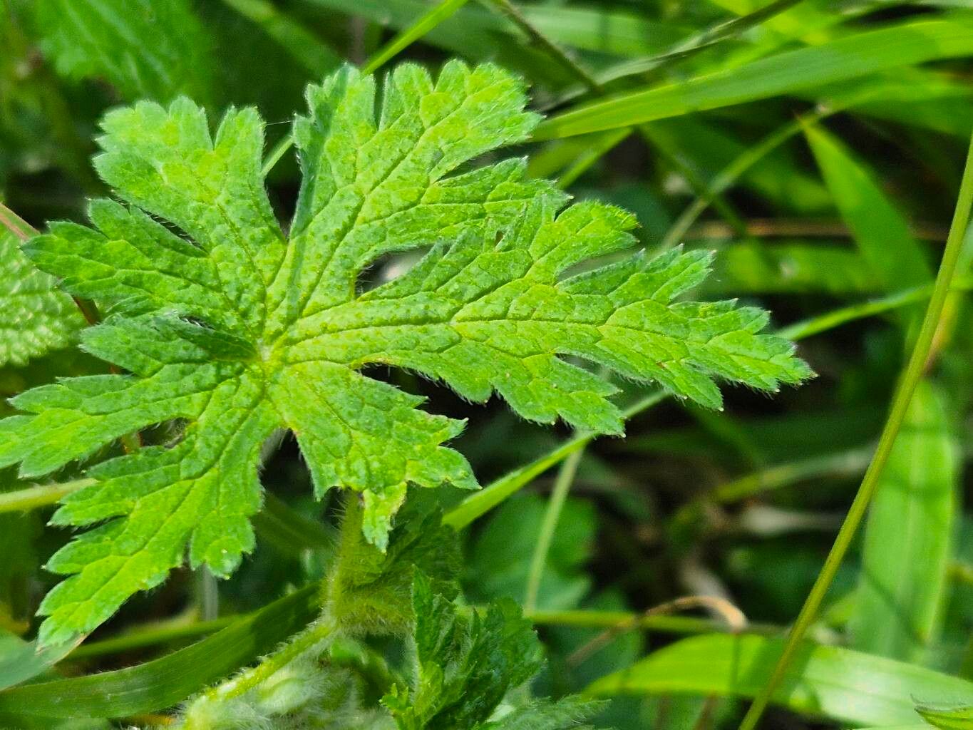 Geranium arabicum — houseplant care guide