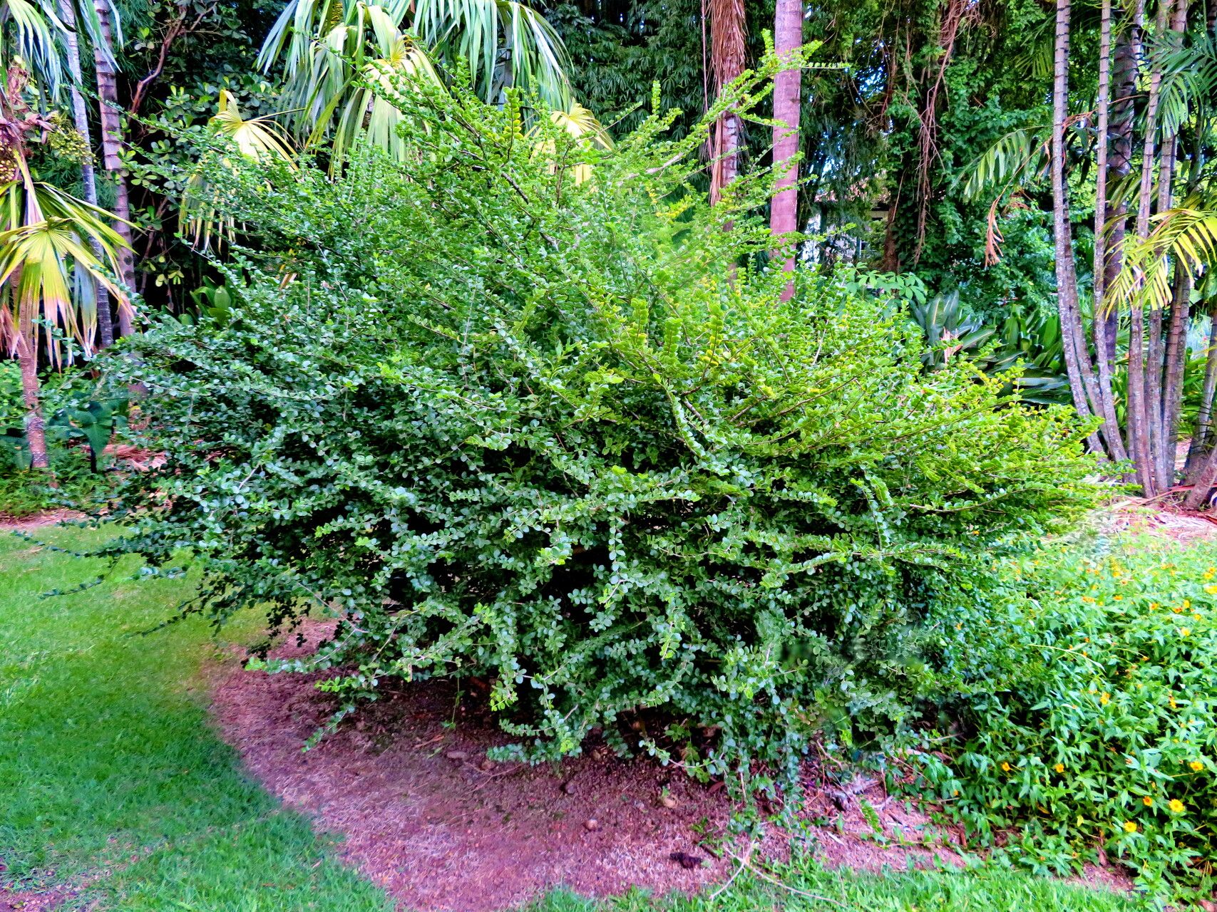 Plectrocarpa sarmientoi habit