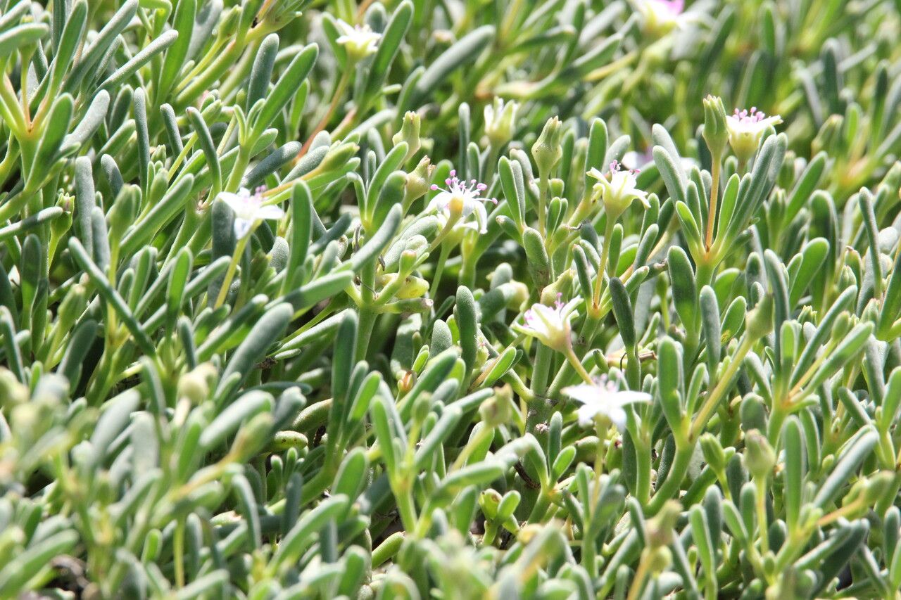 Sesuvium edmonstonei flower