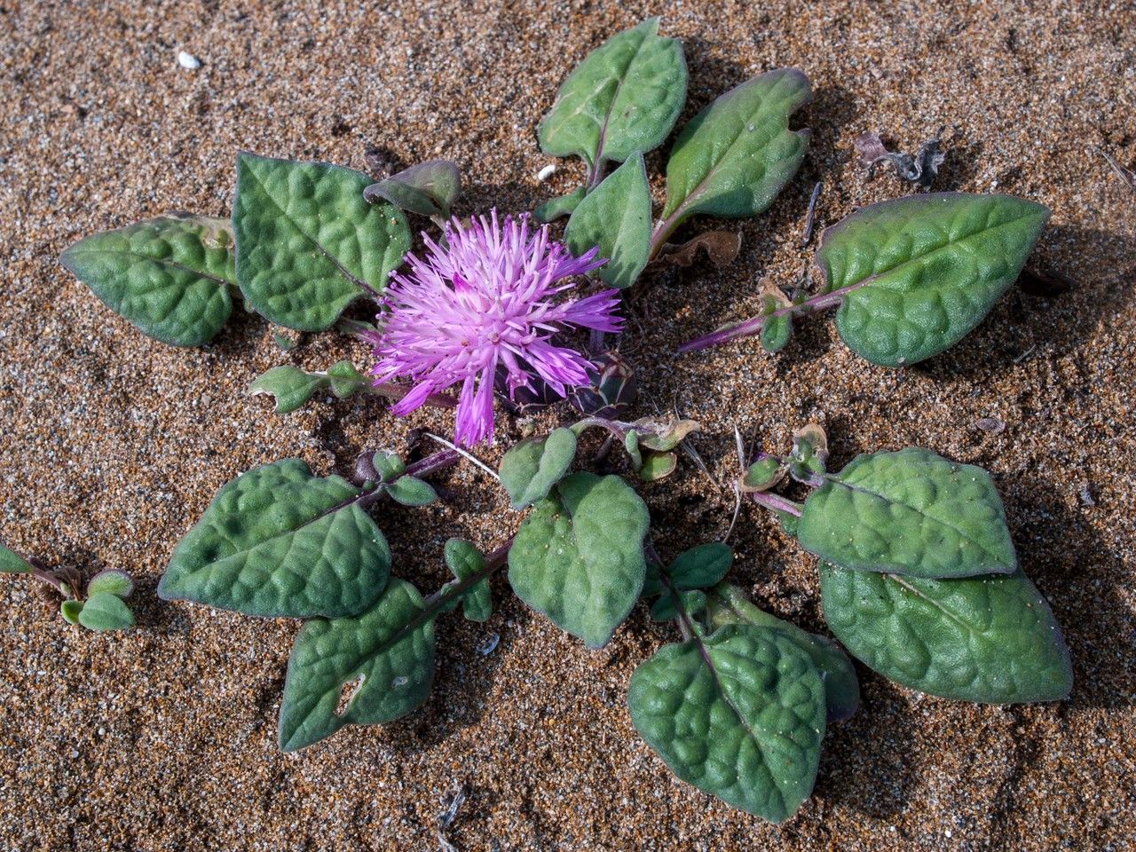 Centaurea aegialophila habit