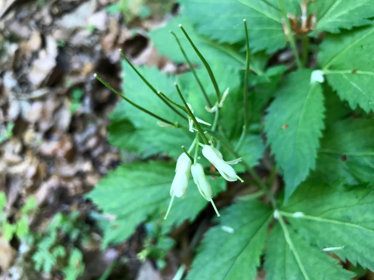Cardamine enneaphyllos fruit