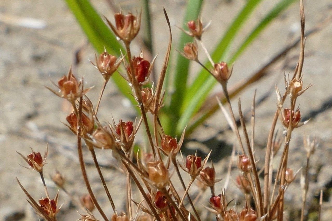 Juncus sphaerocarpus flower