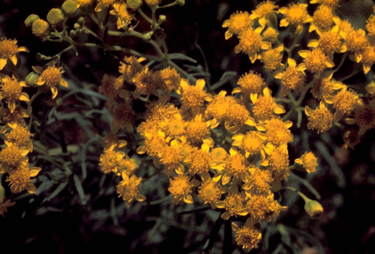 Haploesthes greggii — search result for 'and also in Coahuila'