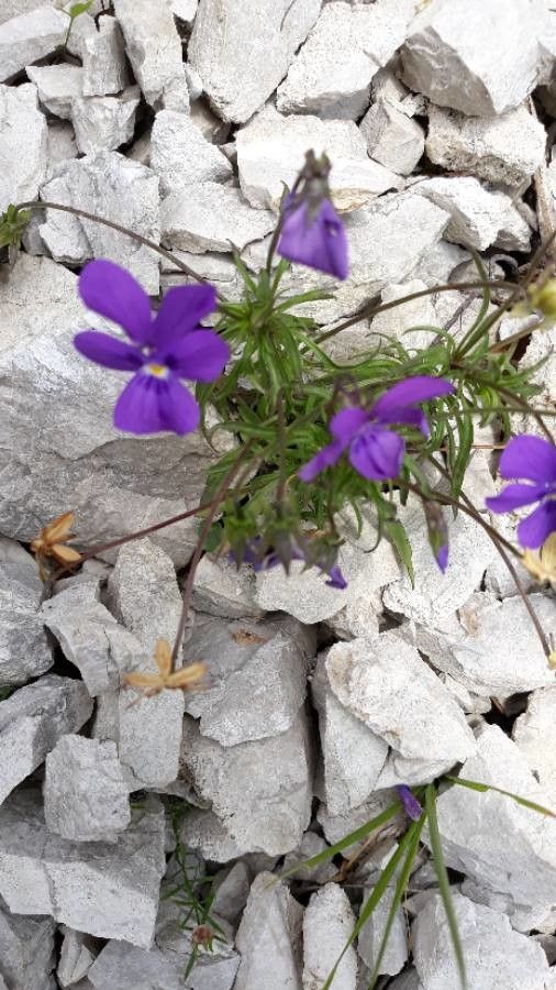 Viola bubanii — search result for 'Viola'