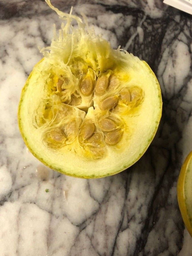 Cucurbita foetidissima fruit