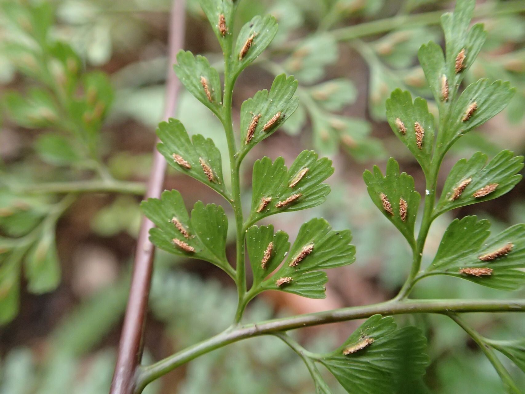 Asplenium laserpitiifolium habit