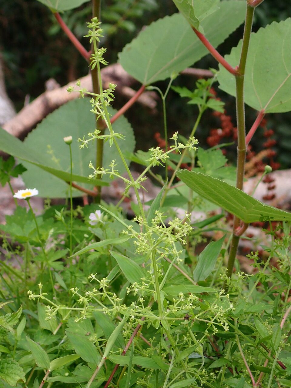 Galium asperifolium habit