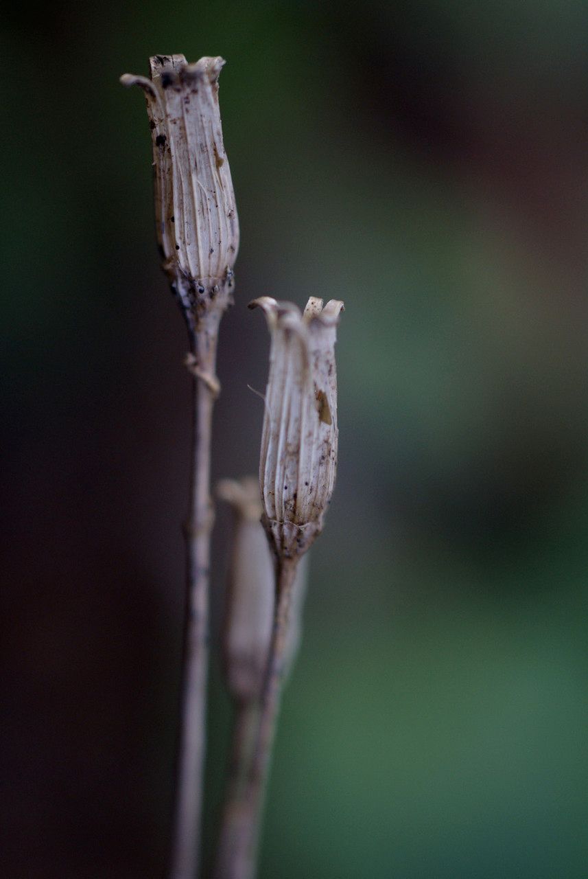 Soldanella alpina fruit