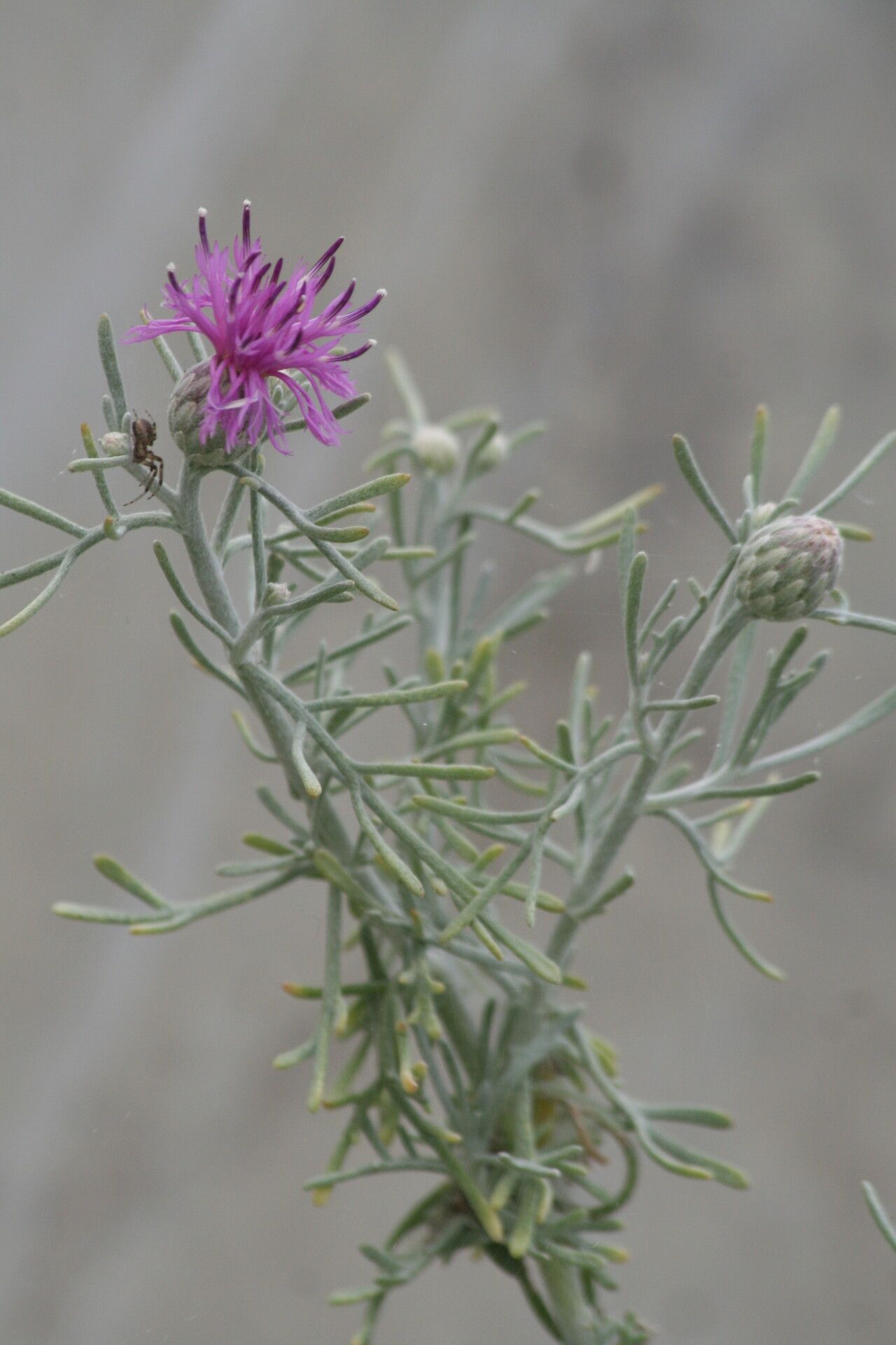 Centaurea akamantis flower