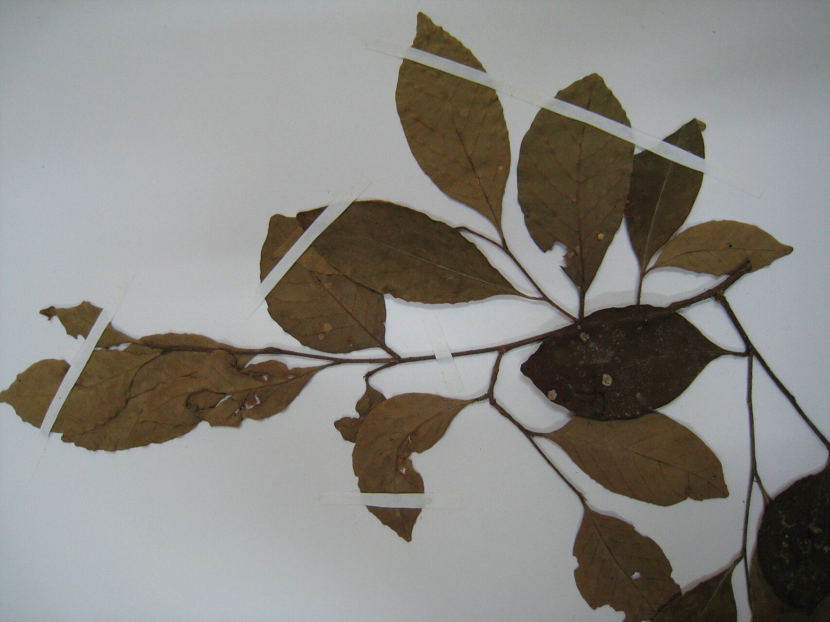 Couepia obovata other