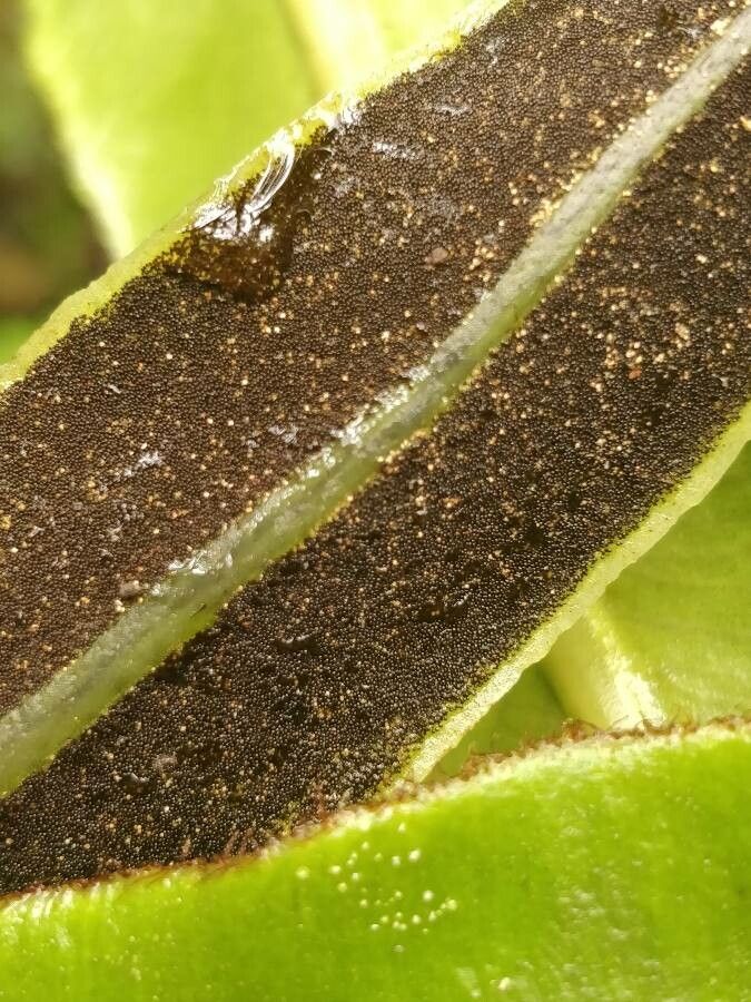 Elaphoglossum macropodium fruit