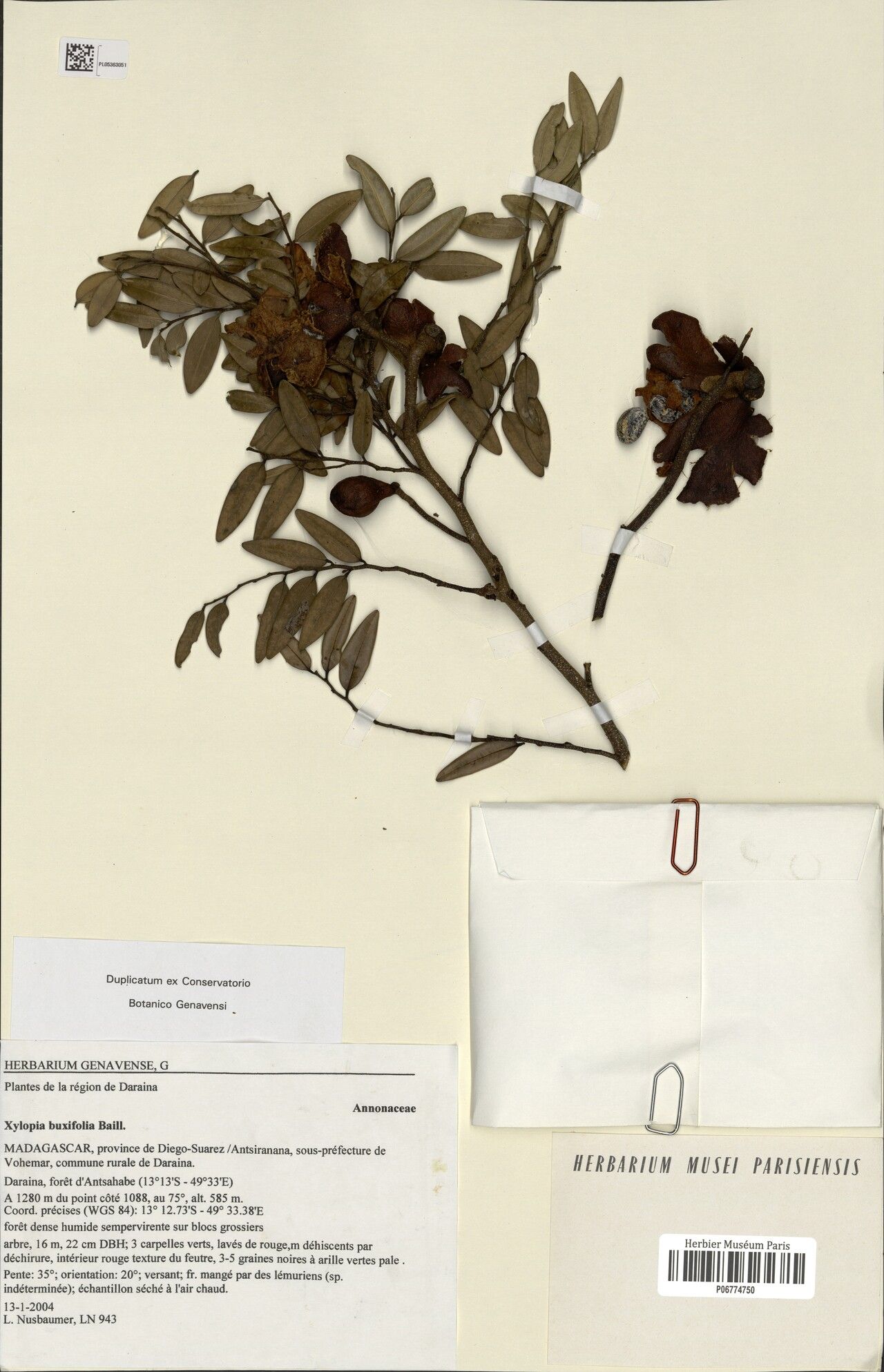 Xylopia sclerophylla — houseplant care guide