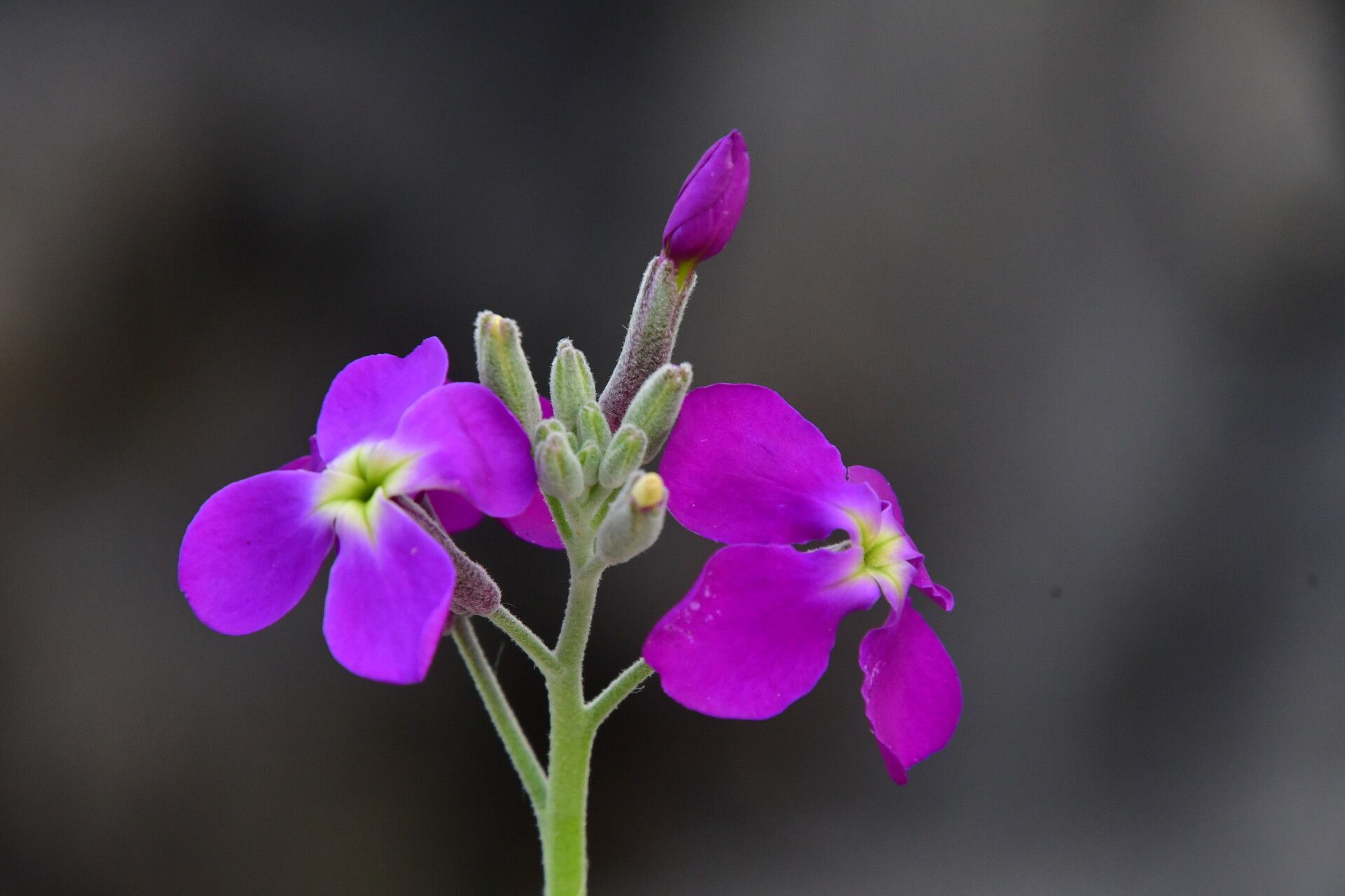 Matthiola maderensis flower