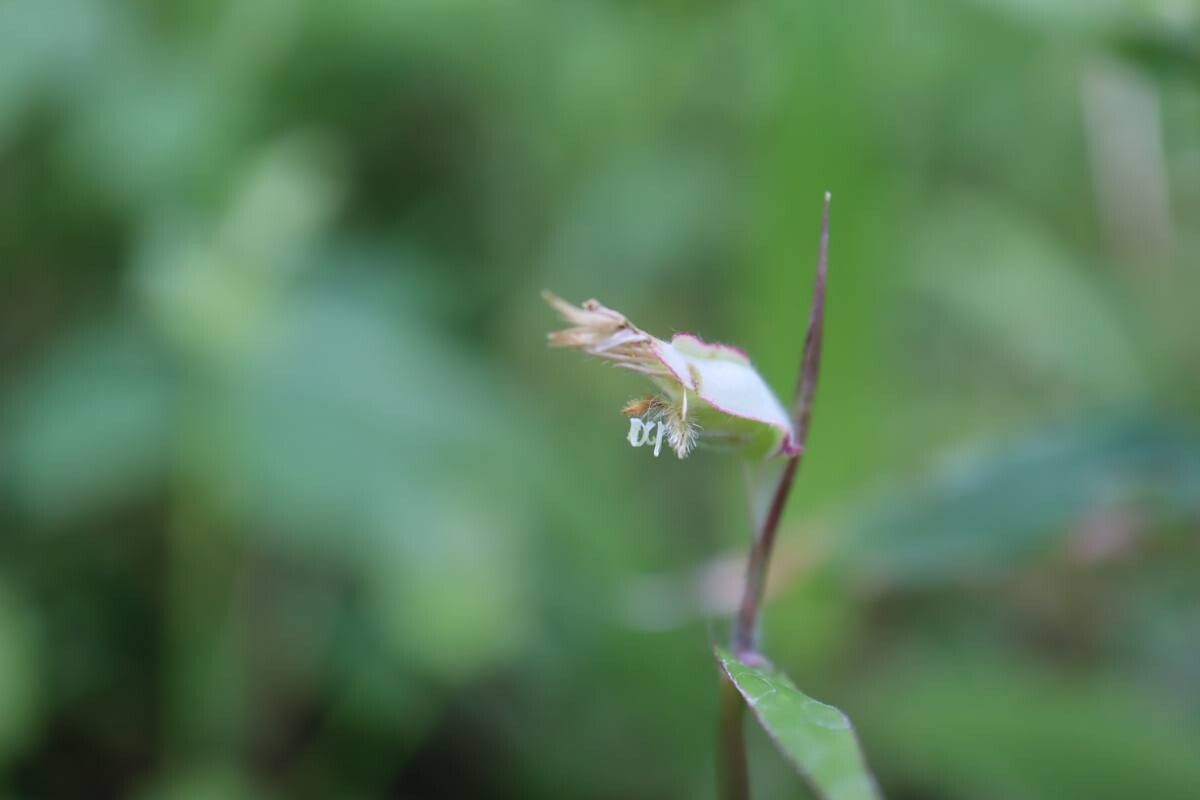 Thuarea perrieri — related species from the same genus