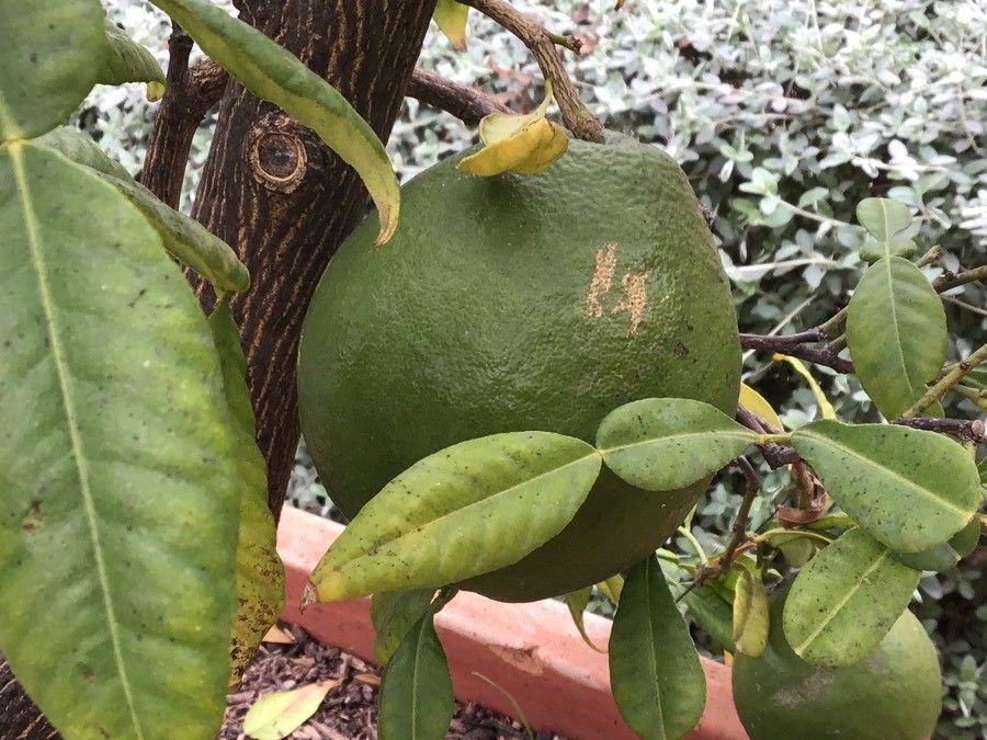 Citrus macroptera fruit