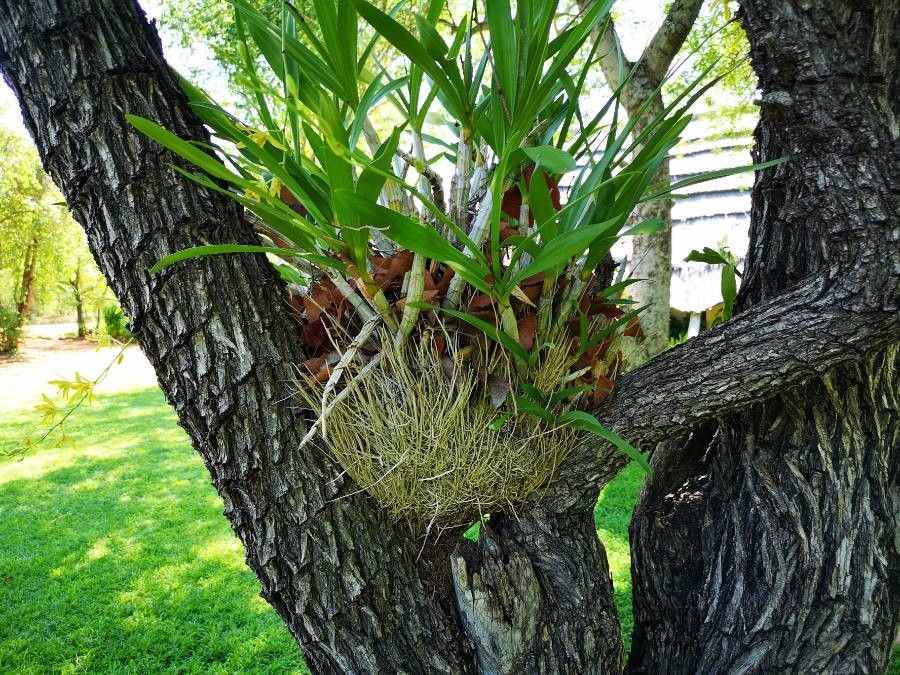 Eria rostriflora — houseplant care guide